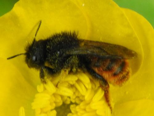 Osmia bicolor